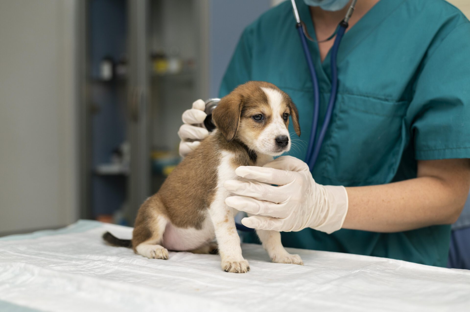 close up on veterinarian taking care of dog scaled