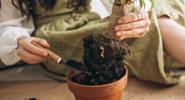 Atelier Pique Plante